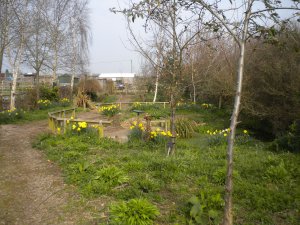 The picture shows the daffodils in the wildlife garden